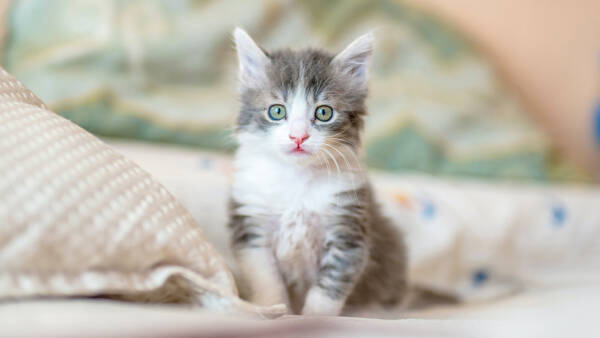 Cat in pet-friendly apartments at Griffis Residential.