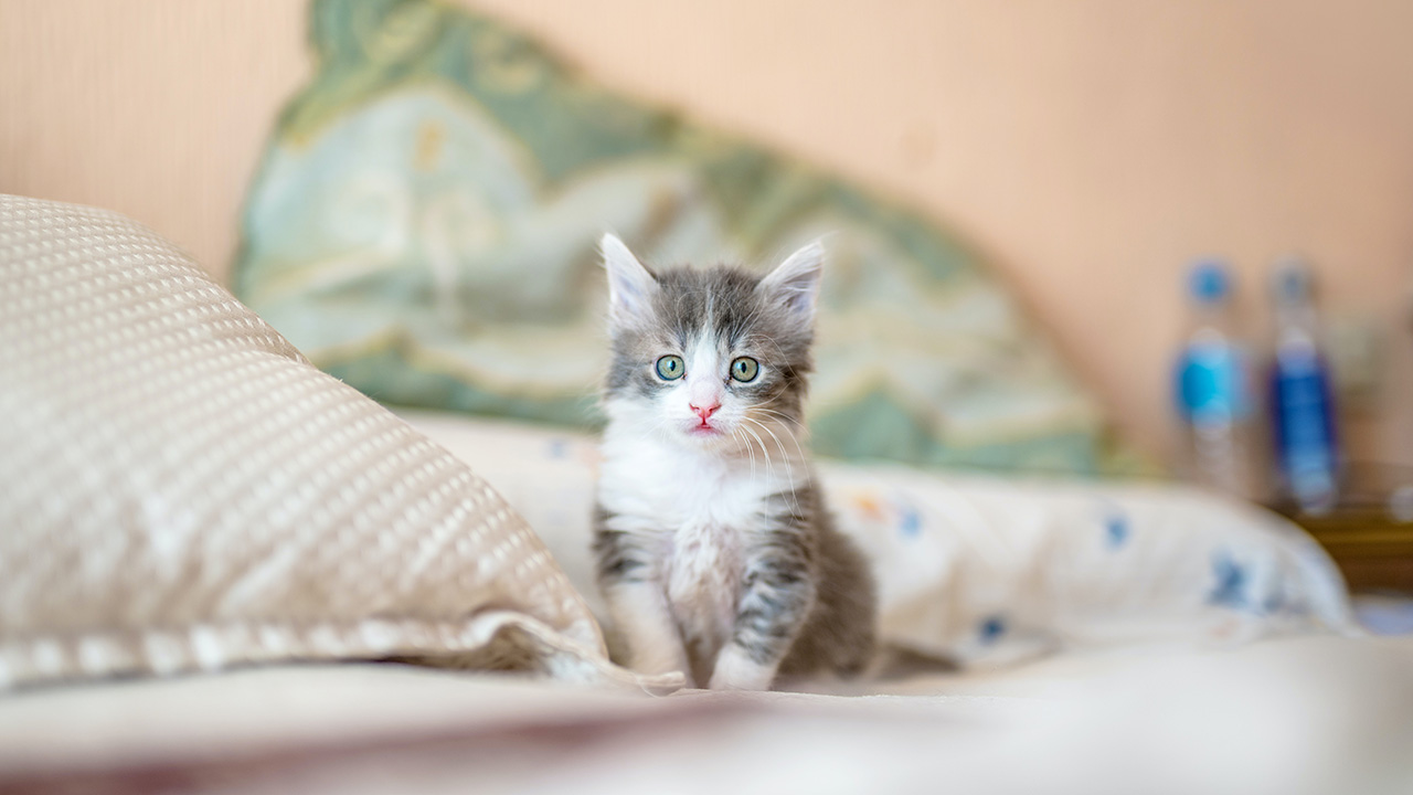 Cat in pet-friendly apartments at Griffis Residential.