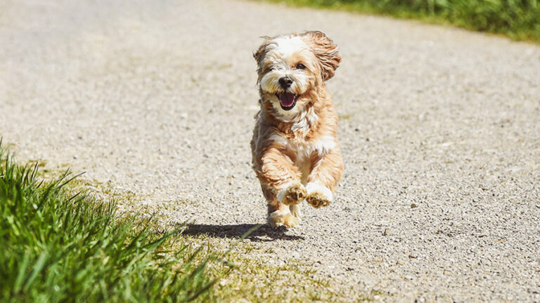 Dog running through park