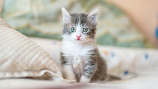 Cat in pet-friendly apartments at at Griffis Residential.