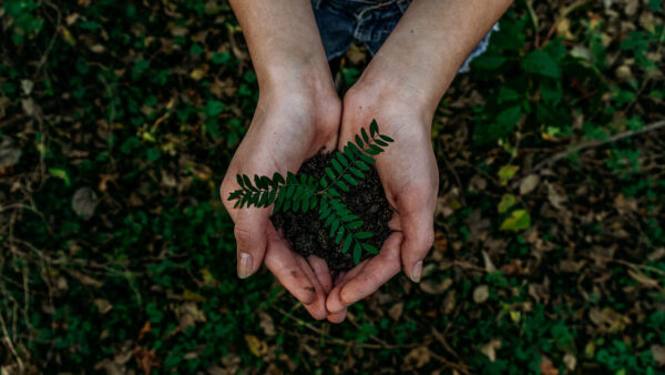 Gardening hands in soil.
