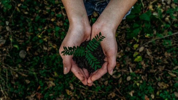 Person holding plant and soil in hands.