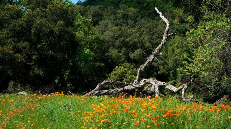 Lush green meadow with orange flowers and fallen tree surrounded by woods.