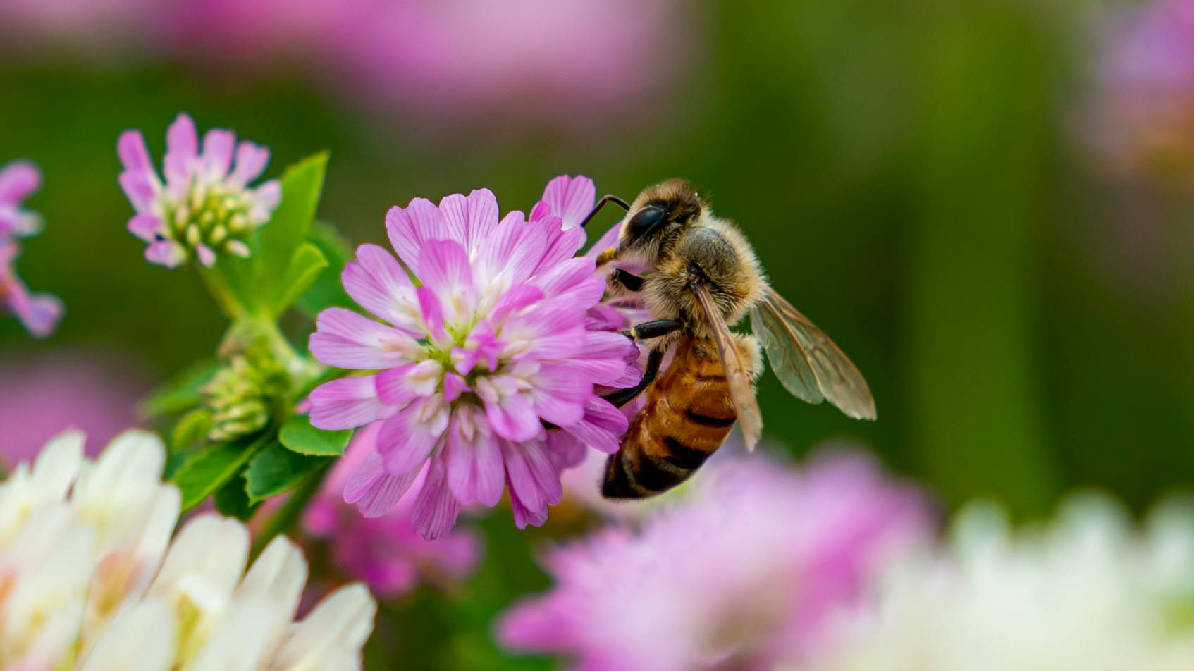 Bee on clover flower